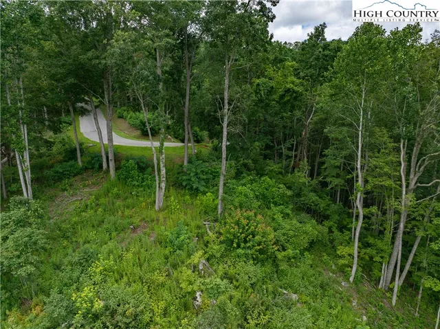 a view of a backyard with plants and large trees