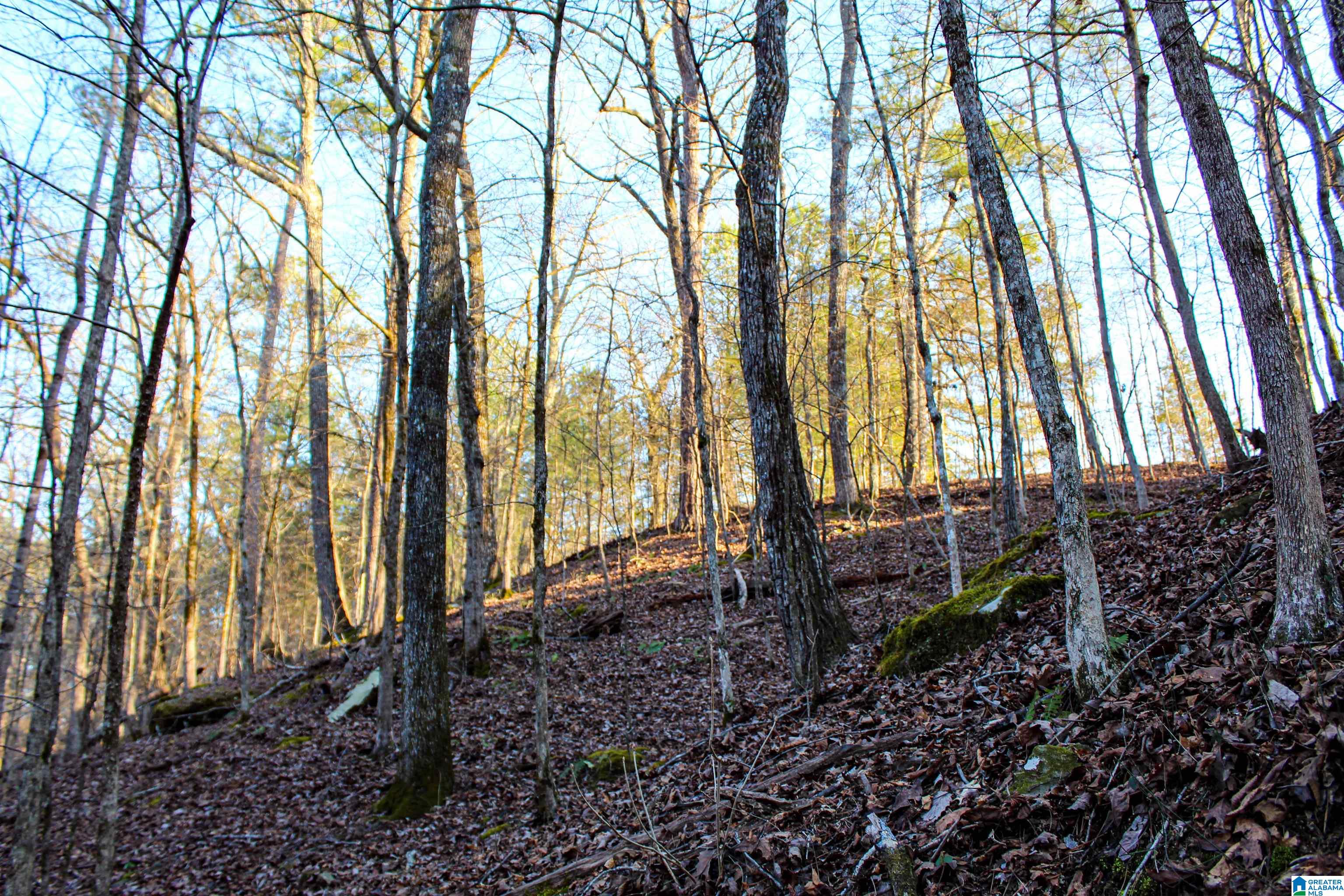 1 Hull Road, Unit 1 Sumiton, AL 35148 - Photo 41 of 55 Gallery Image 41