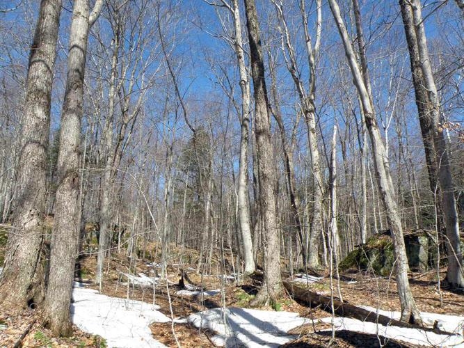 0 Ward Brook Road Montpelier, VT 05602 - Photo 8 of 13 Gallery Image 8