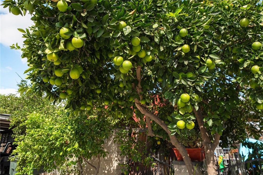 6757 Clifford Street Riverside, CA 92504 - Photo 3 of 25 a view of tree
