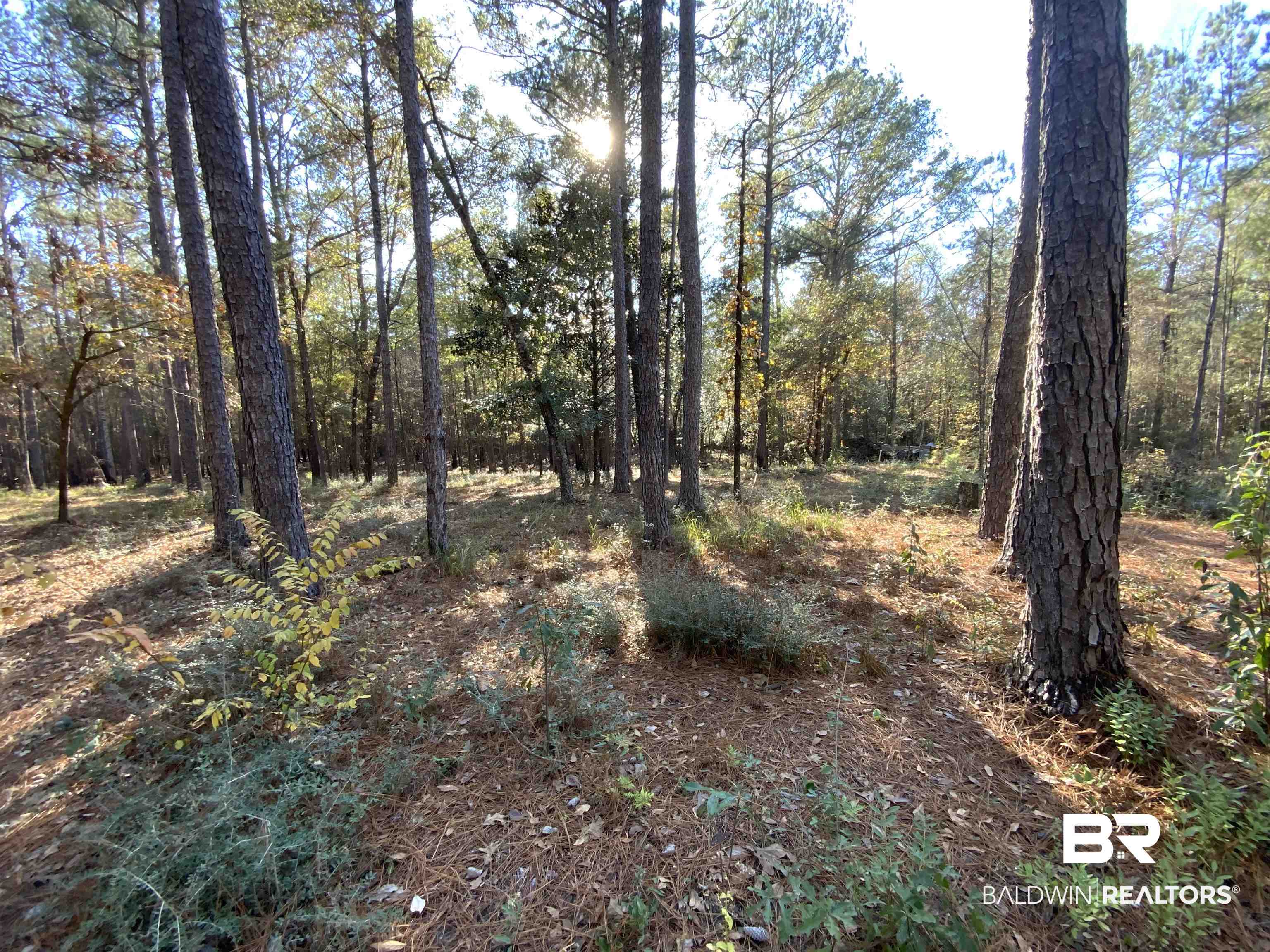 10 Drinkard Road Bay Minette, AL 36507 - Photo 11 of 16 View of woods