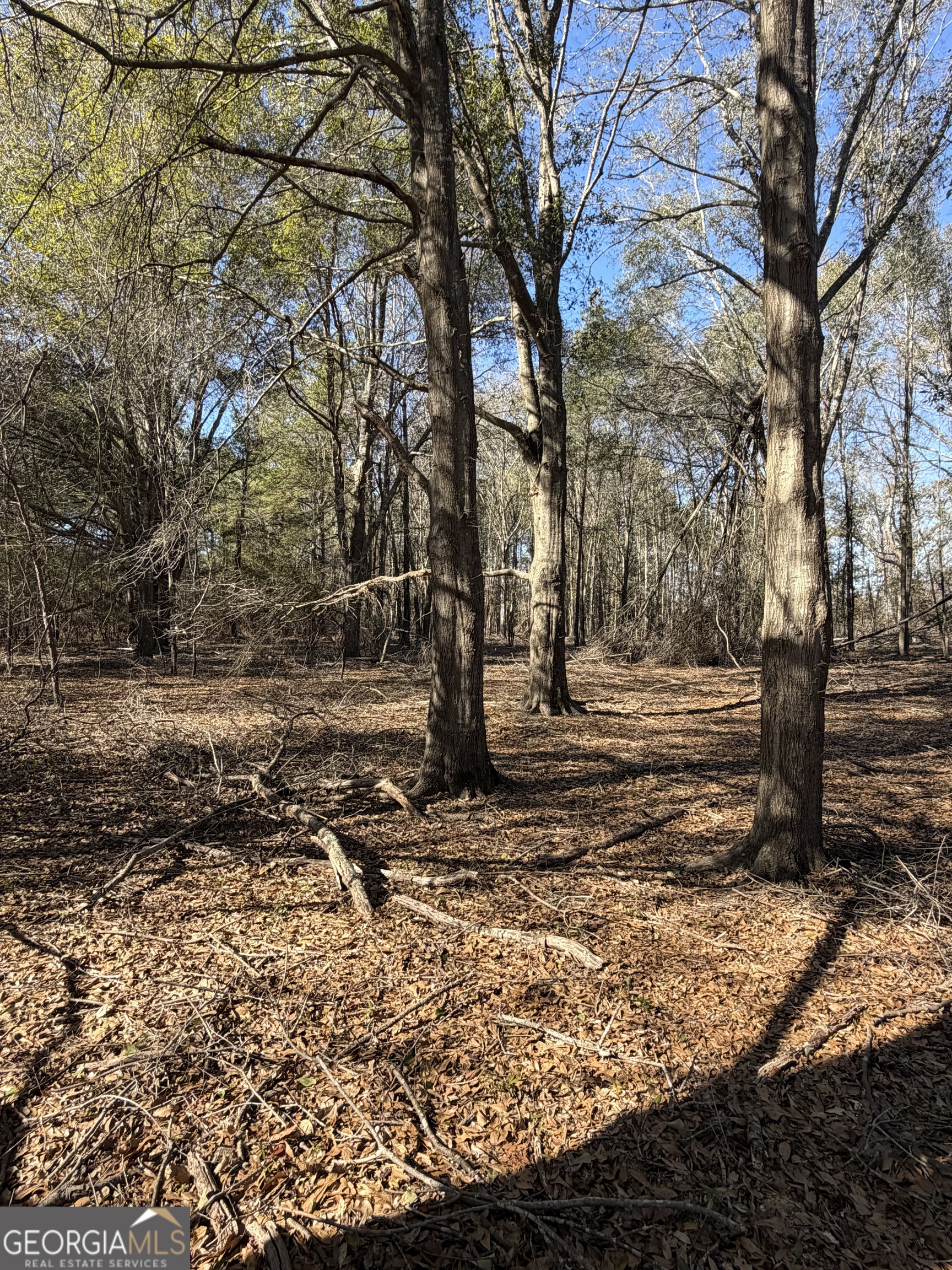 114 Ohoopee Road Adrian, GA 31002 - Photo 16 of 17 a view of a yard with trees