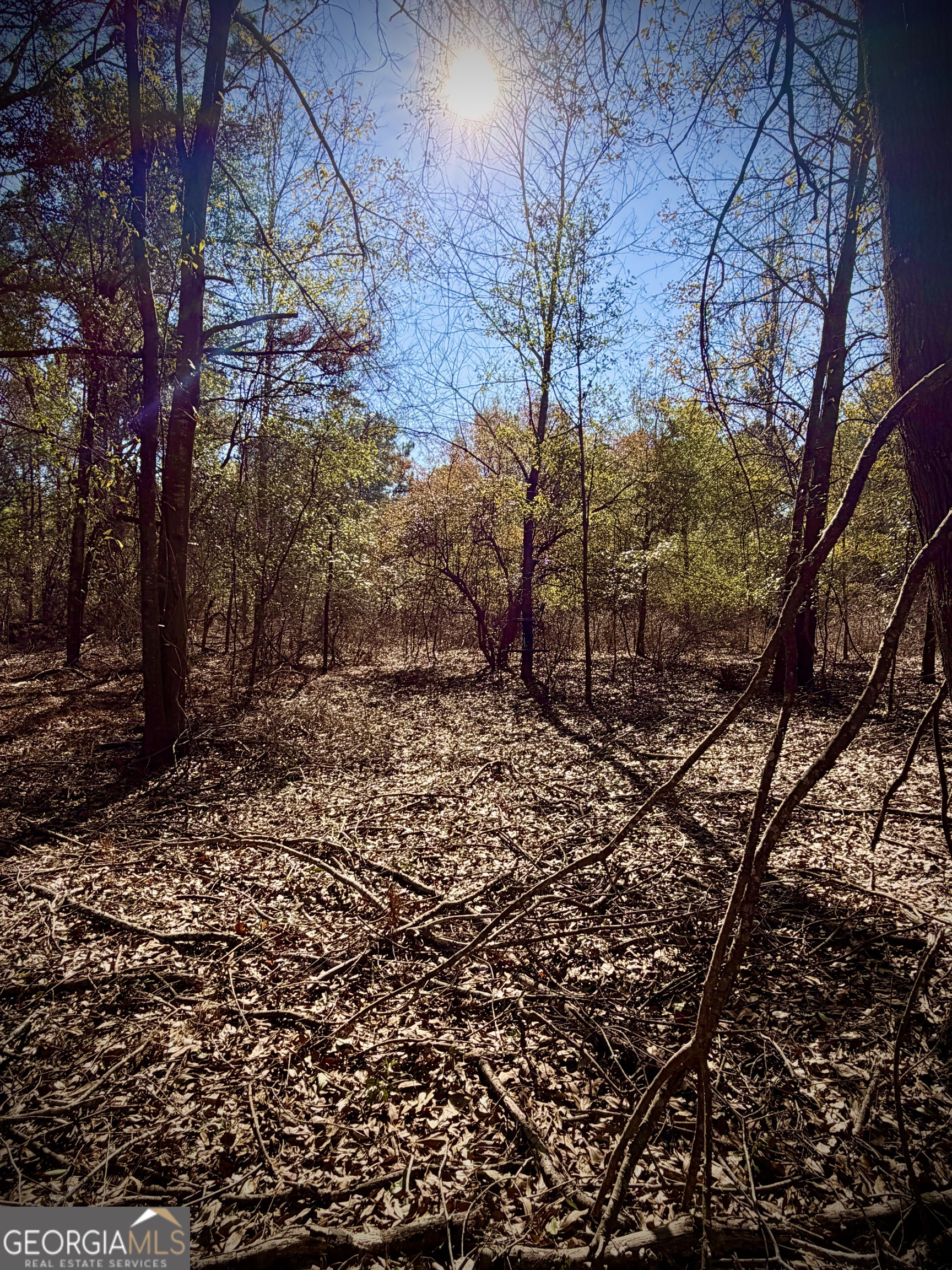 114 Ohoopee Road Adrian, GA 31002 - Photo 17 of 17 a view of a yard with plants and trees