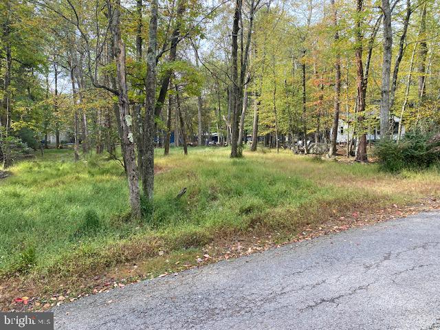 a view of a yard with large trees