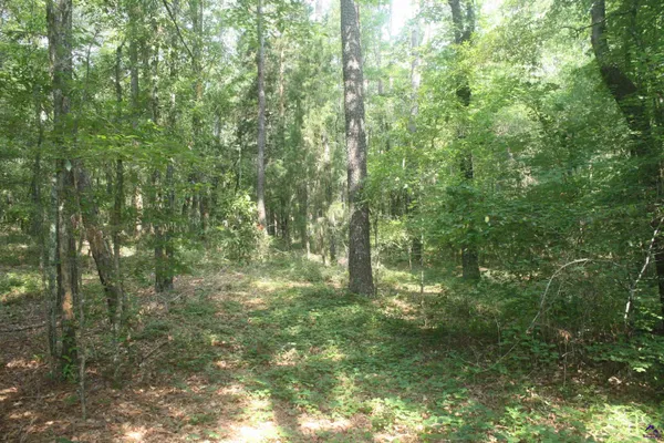 a view of a yard