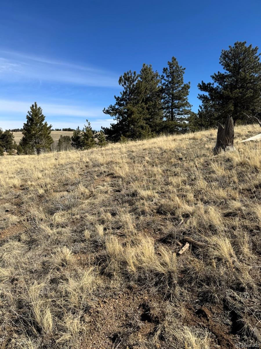 1931 Campfire Road Hartsel, CO 80449 - Photo 17 of 32 a view of a yard with a tree