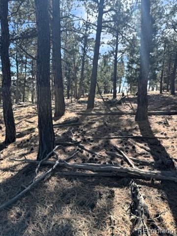 1931 Campfire Road Hartsel, CO 80449 - Photo 4 of 32 a view of a yard with plants and trees