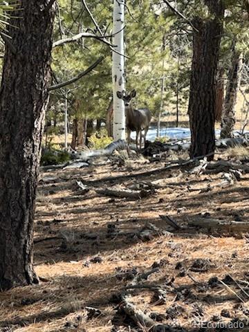 1931 Campfire Road Hartsel, CO 80449 - Photo 5 of 32 a view of outdoor space with lots of trees