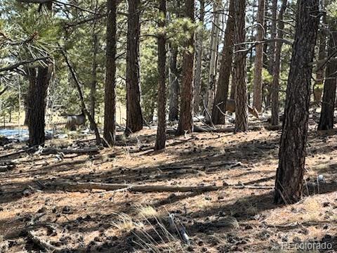 1931 Campfire Road Hartsel, CO 80449 - Photo 7 of 32 a view of a tree with a yard