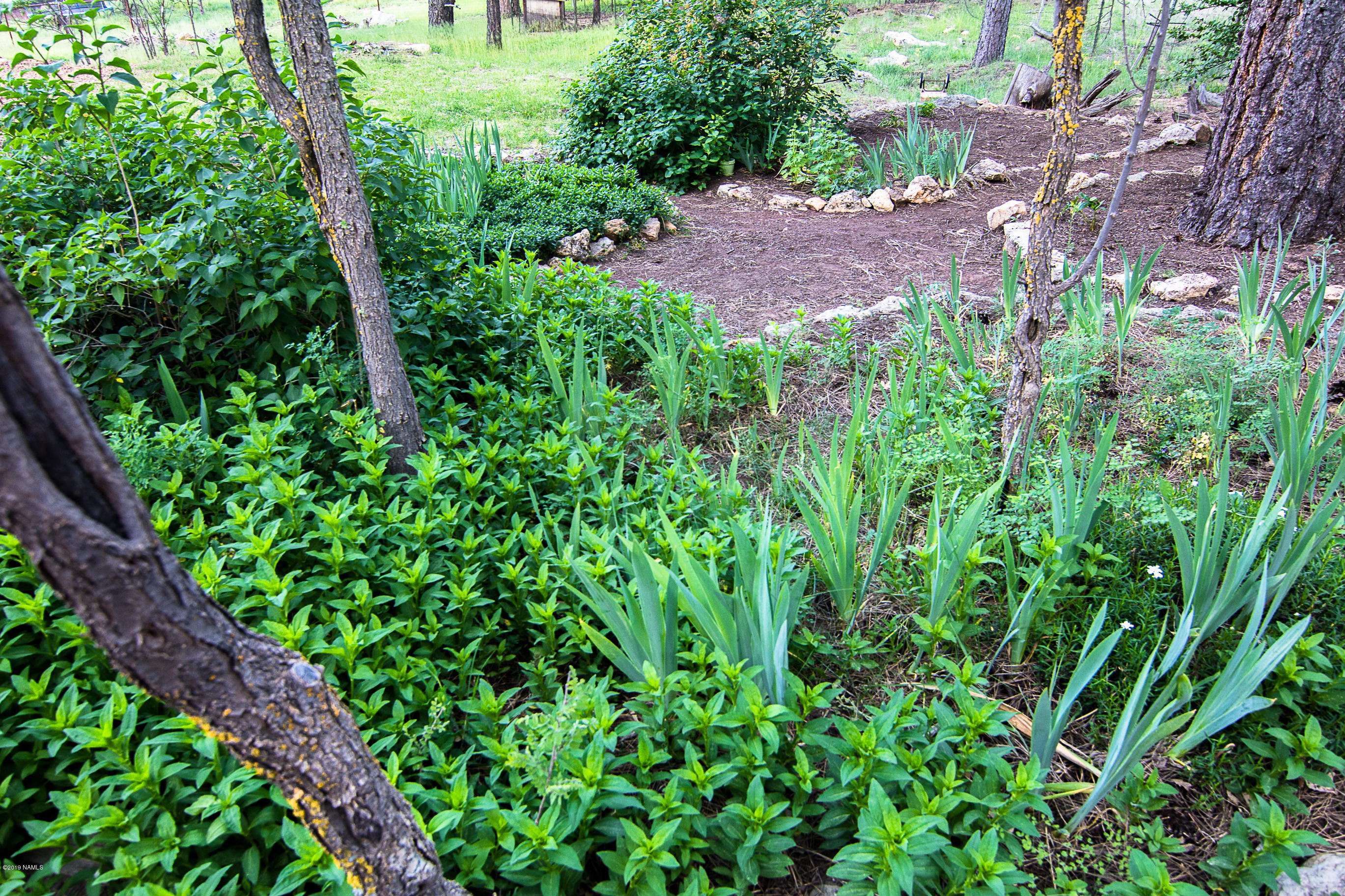 1418 Homestead Road Flagstaff, AZ 86005 - Photo 33 of 33 Landscaping