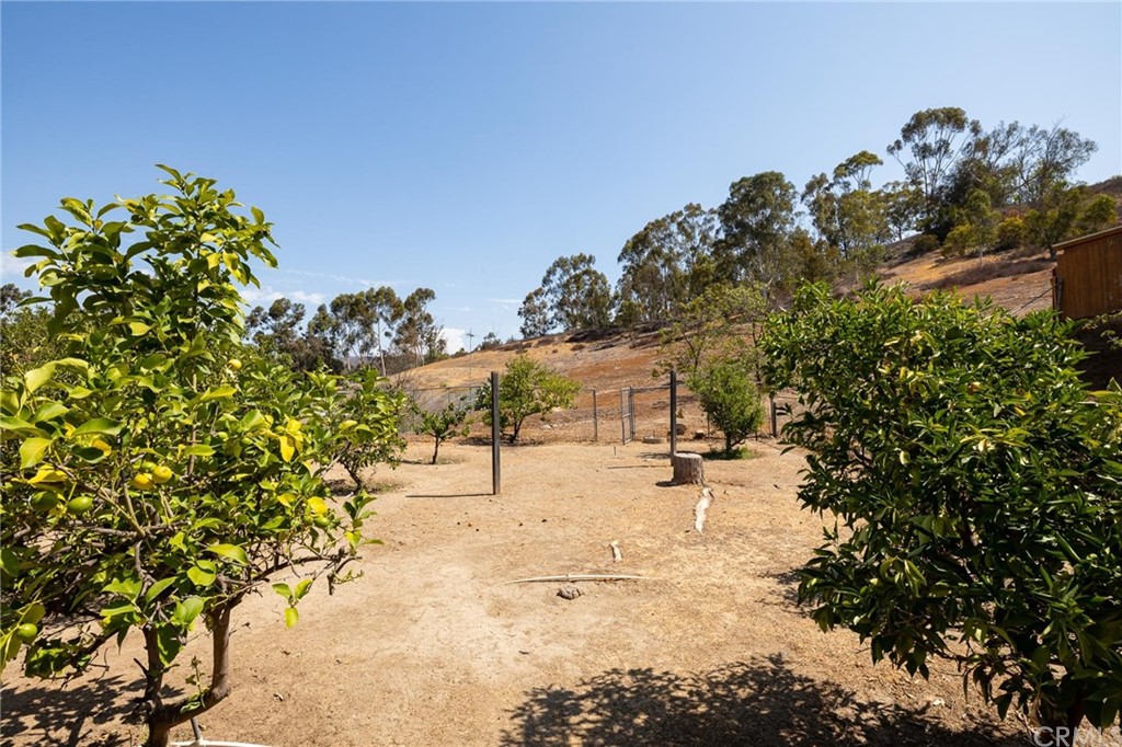 12540 Taunt Place Poway, CA 92064 - Photo 23 of 36 a view of a yard with a tree