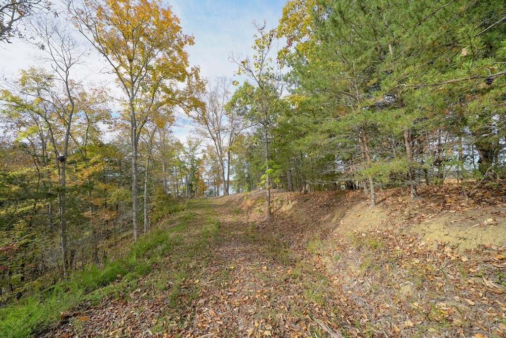 0 Lot 19 Maurice Road Sevierville, TN 37876 - Photo 7 of 21 a view of a yard with a tree