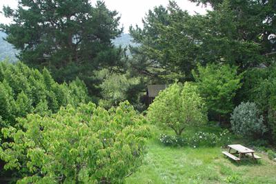 251 B Street Point Reyes Station, CA 94956 - Photo 8 of 8 View of backyard with studio in rear