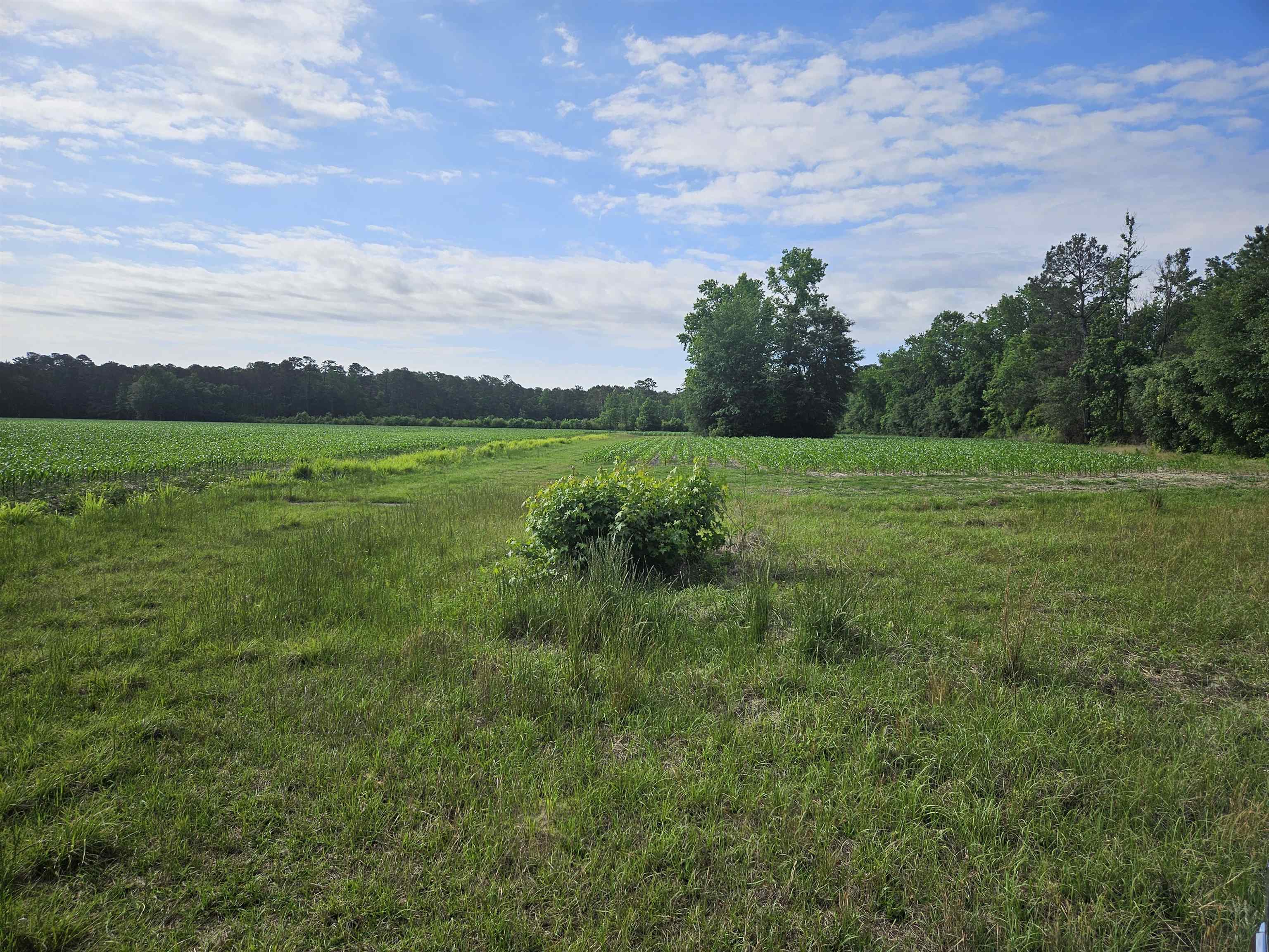 40-ac 40-ac Willoughby Road Nichols, SC 29581 - Photo 3 of 4