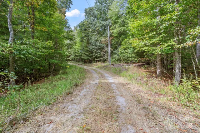 a view of a yard with plants and large trees