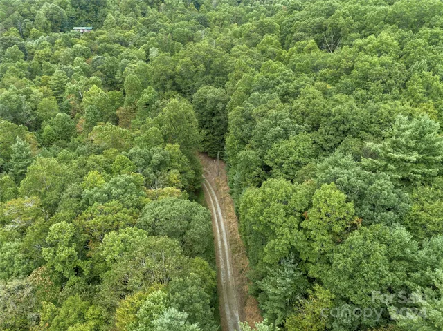 a view of a forest with a tree