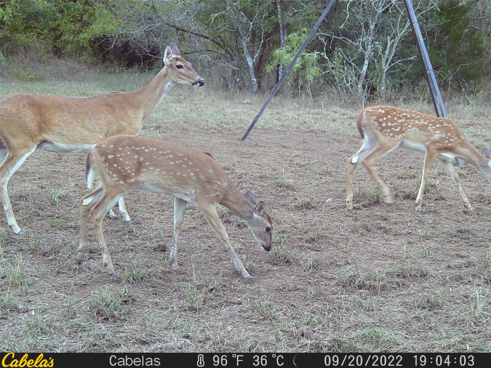 6289 Maynard Hallmark Road Flatonia, TX 78941 - Photo 14 of 19