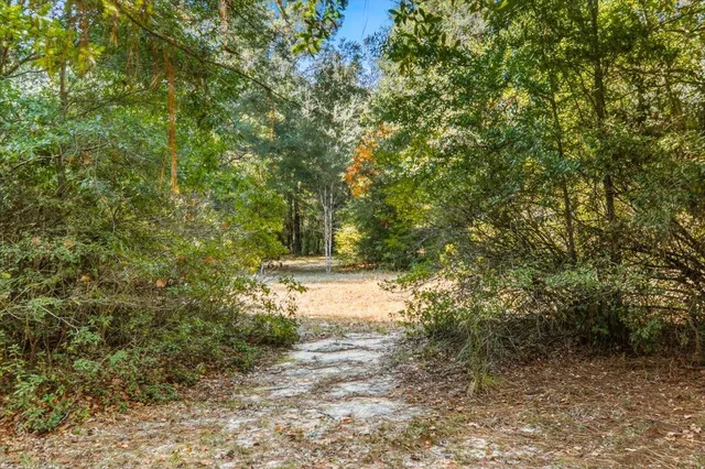 a view of a field with plants and trees