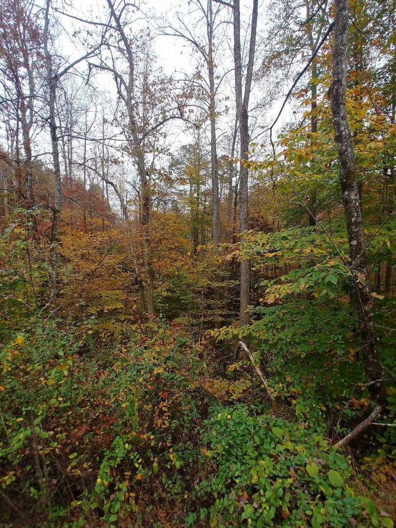 Capuchin Creek Road Winfield, TN 37892 - Photo 3 of 7 thumbnail (1)