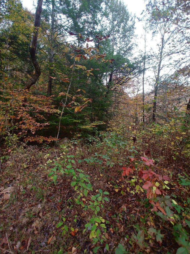 Capuchin Creek Road Winfield, TN 37892 - Photo 5 of 7 thumbnail (4)
