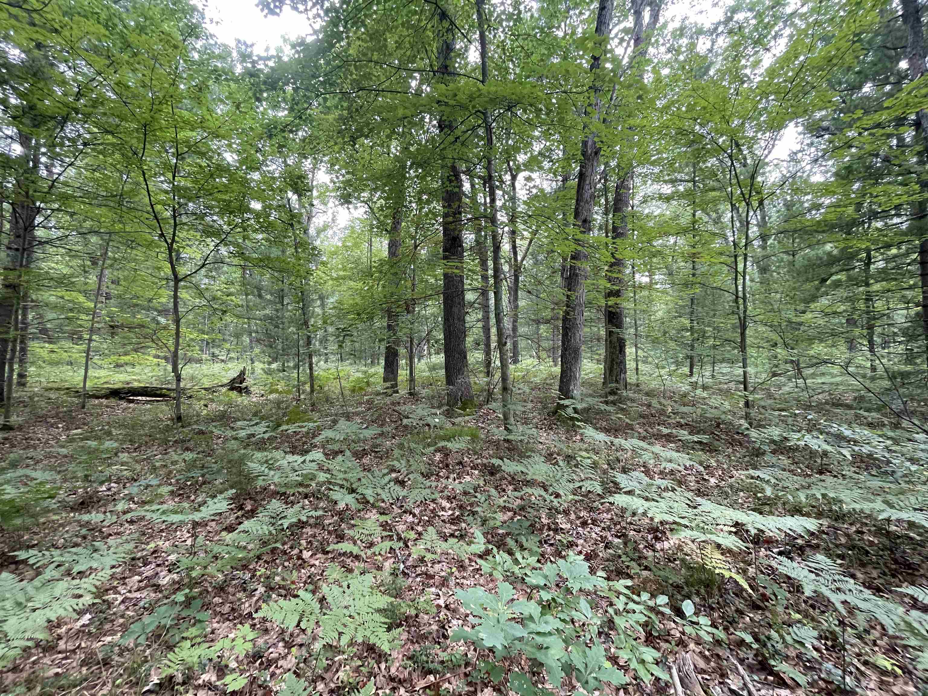 0 Seaman Road Wellston, MI 49689 - Photo 5 of 9 1915576-4.JPG