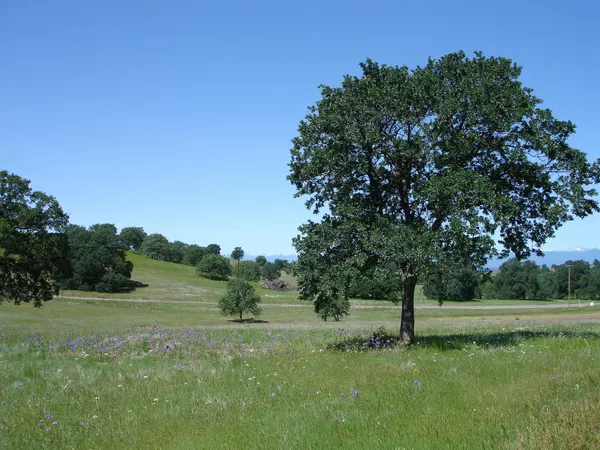 a view of a field with trees in the background