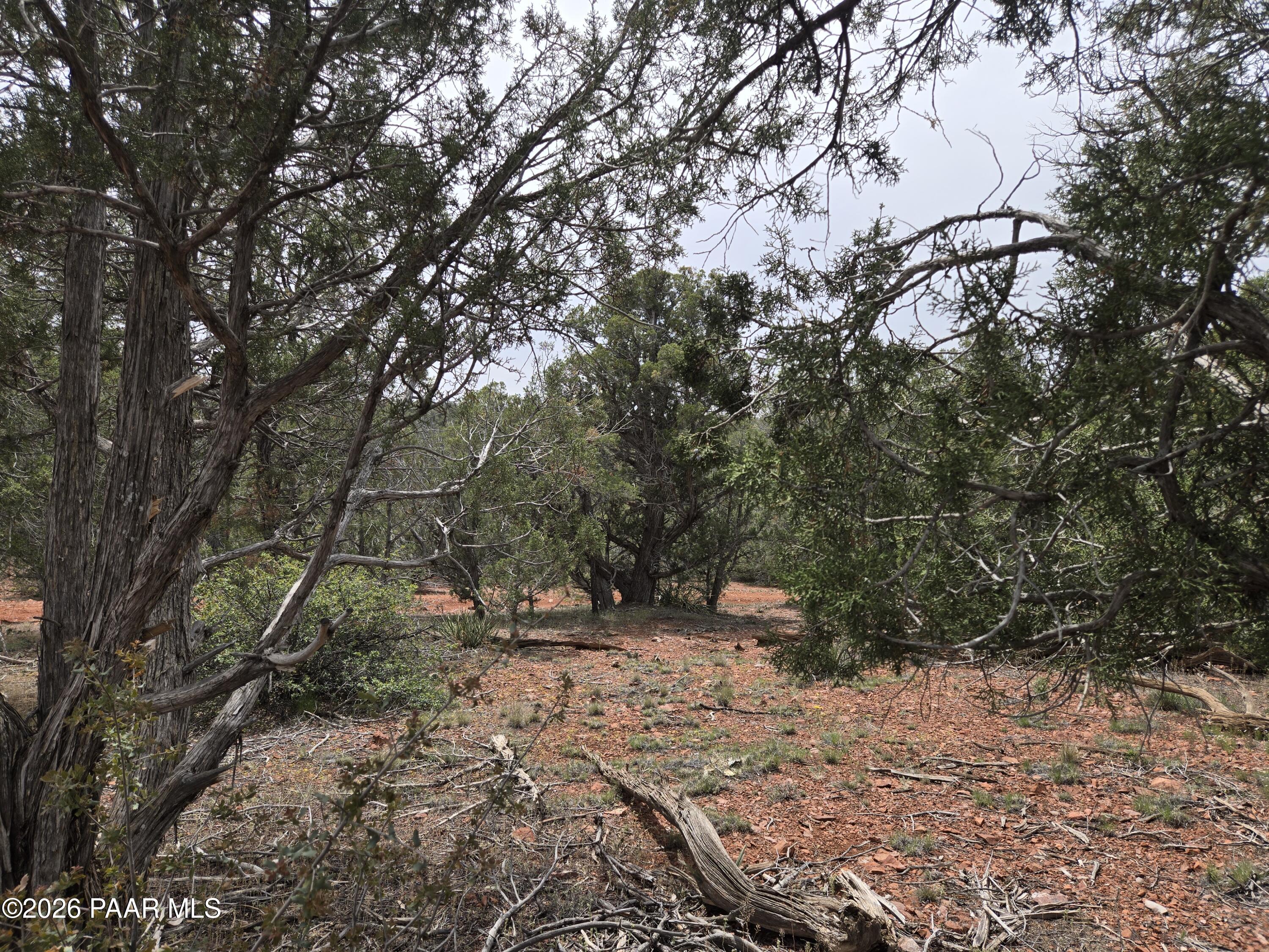61 Raney Road Ash Fork, AZ 86320 - Photo 11 of 19 a view of outdoor space with trees