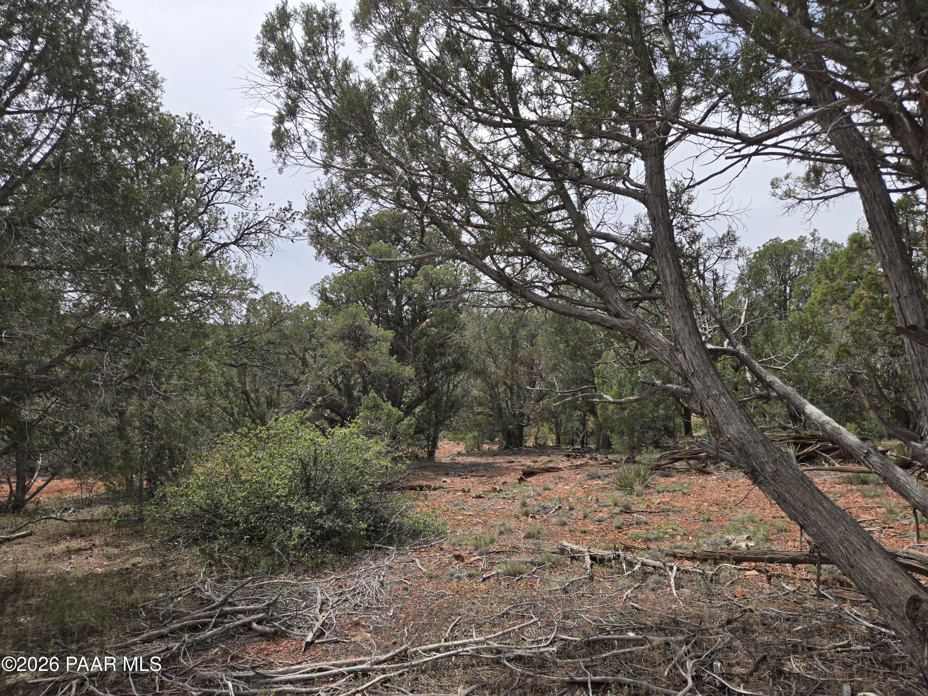 61 Raney Road Ash Fork, AZ 86320 - Photo 13 of 19 a view of outdoor space with trees