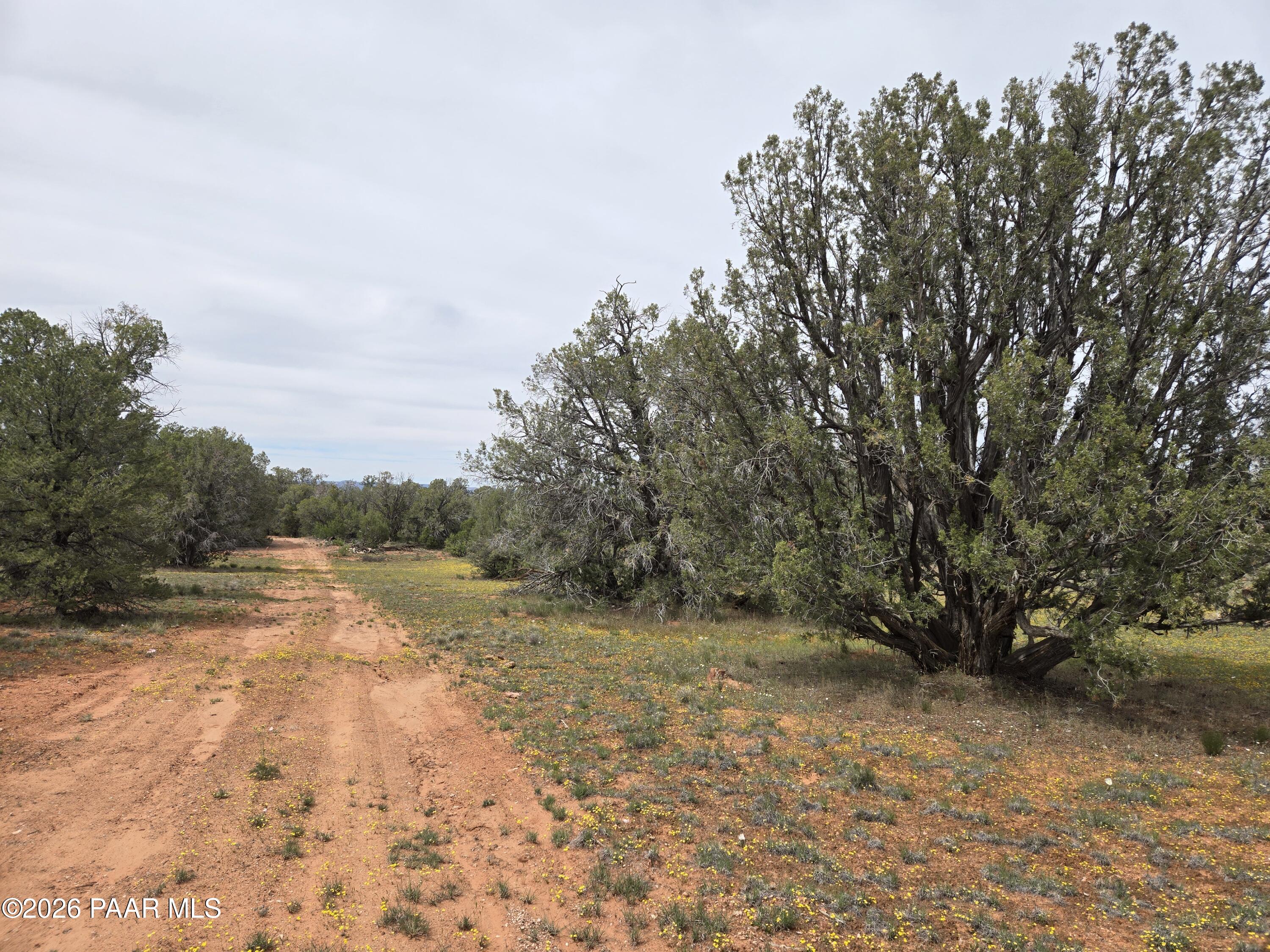 61 Raney Road Ash Fork, AZ 86320 - Photo 16 of 19 a view of a yard with trees