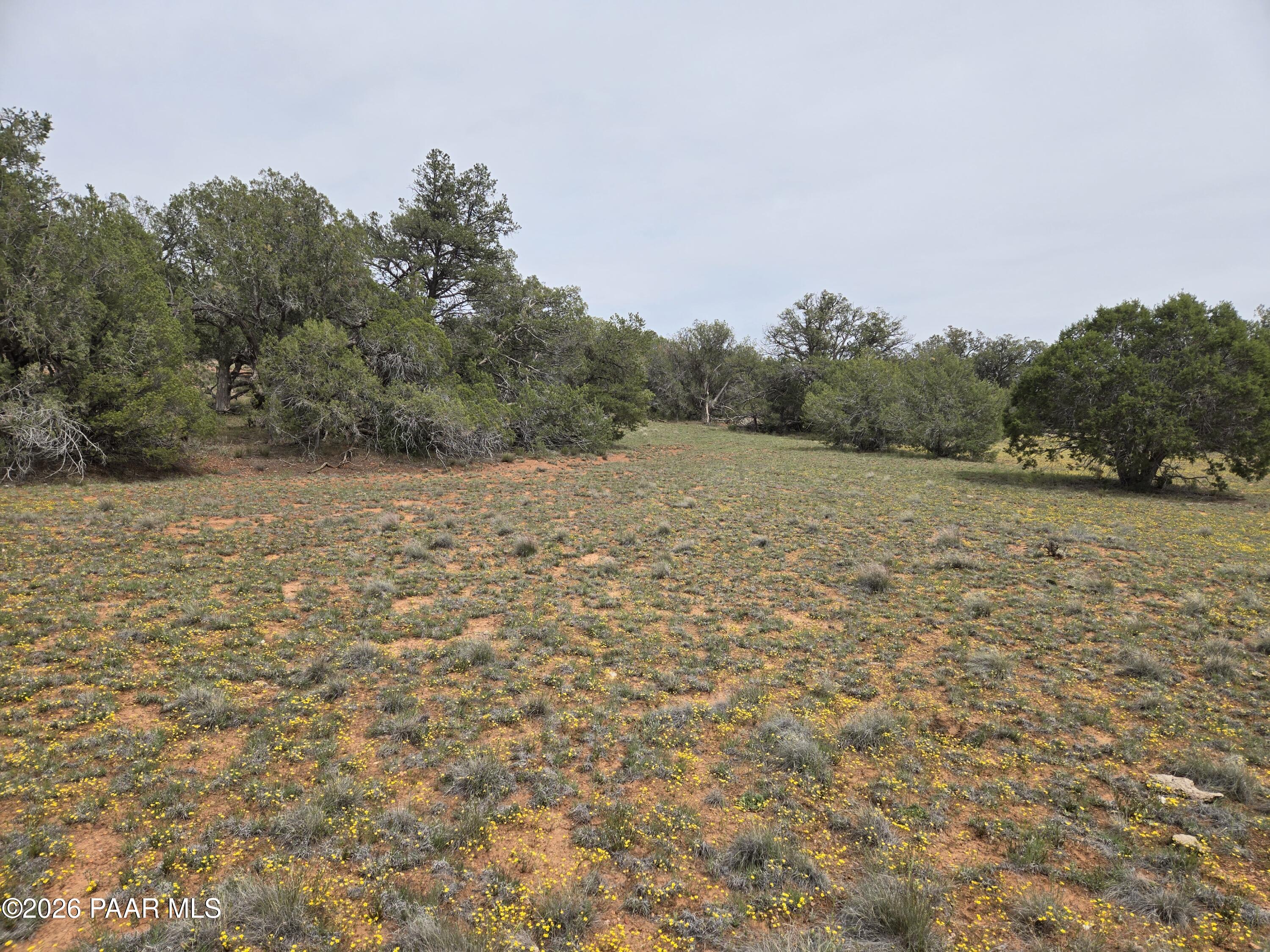 61 Raney Road Ash Fork, AZ 86320 - Photo 9 of 19 a backyard of a house with large trees
