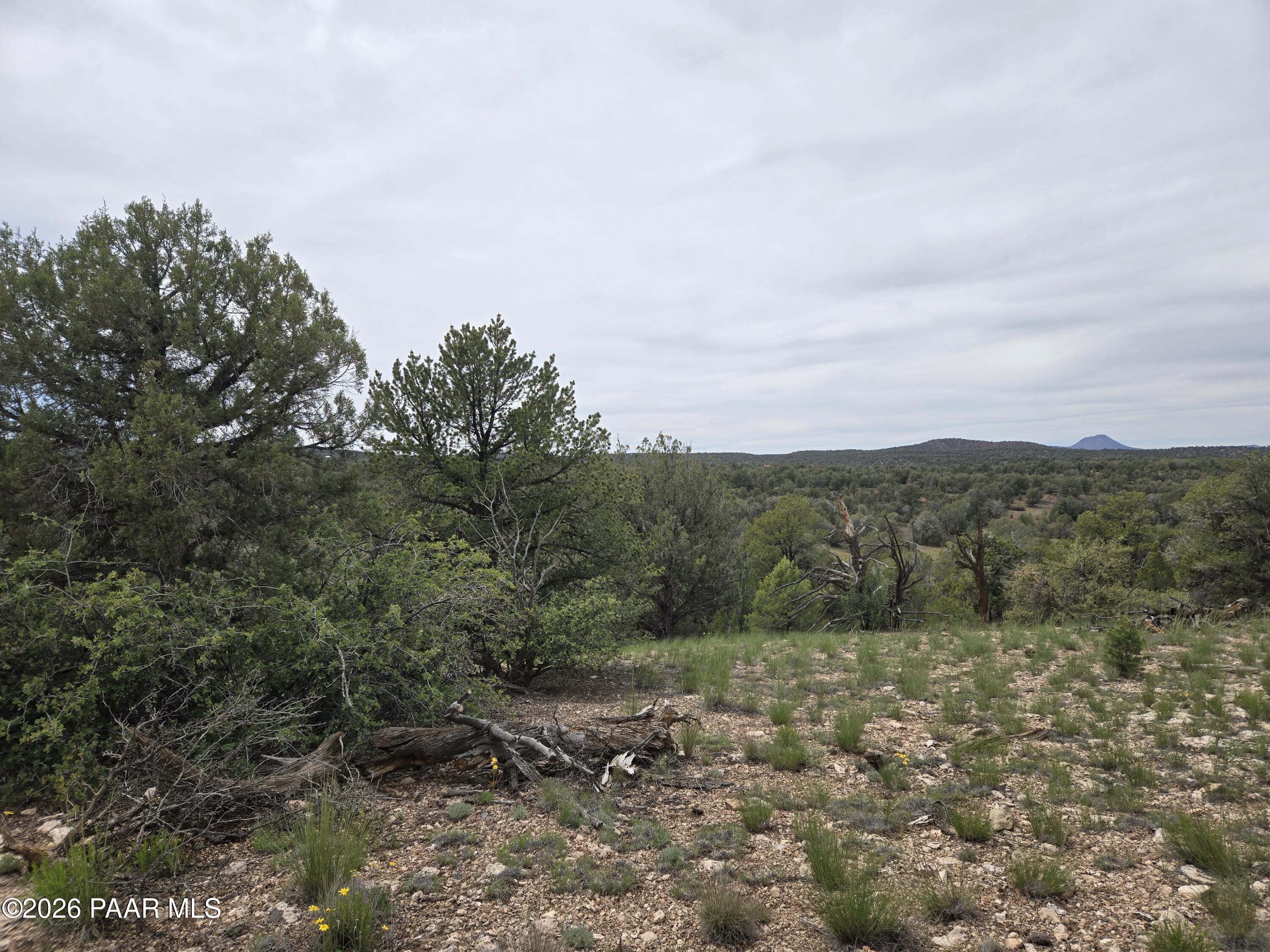 61 Raney Road Ash Fork, AZ 86320 - Photo 10 of 19 a view of a forest with trees in the background