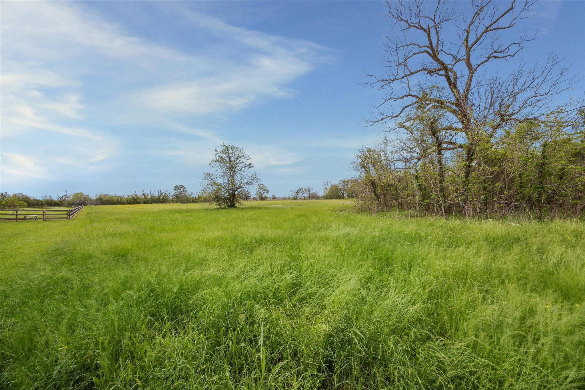 16219 Tankersley Drive Rosharon, TX 77583 - Photo 5 of 5 a view of yard with green space