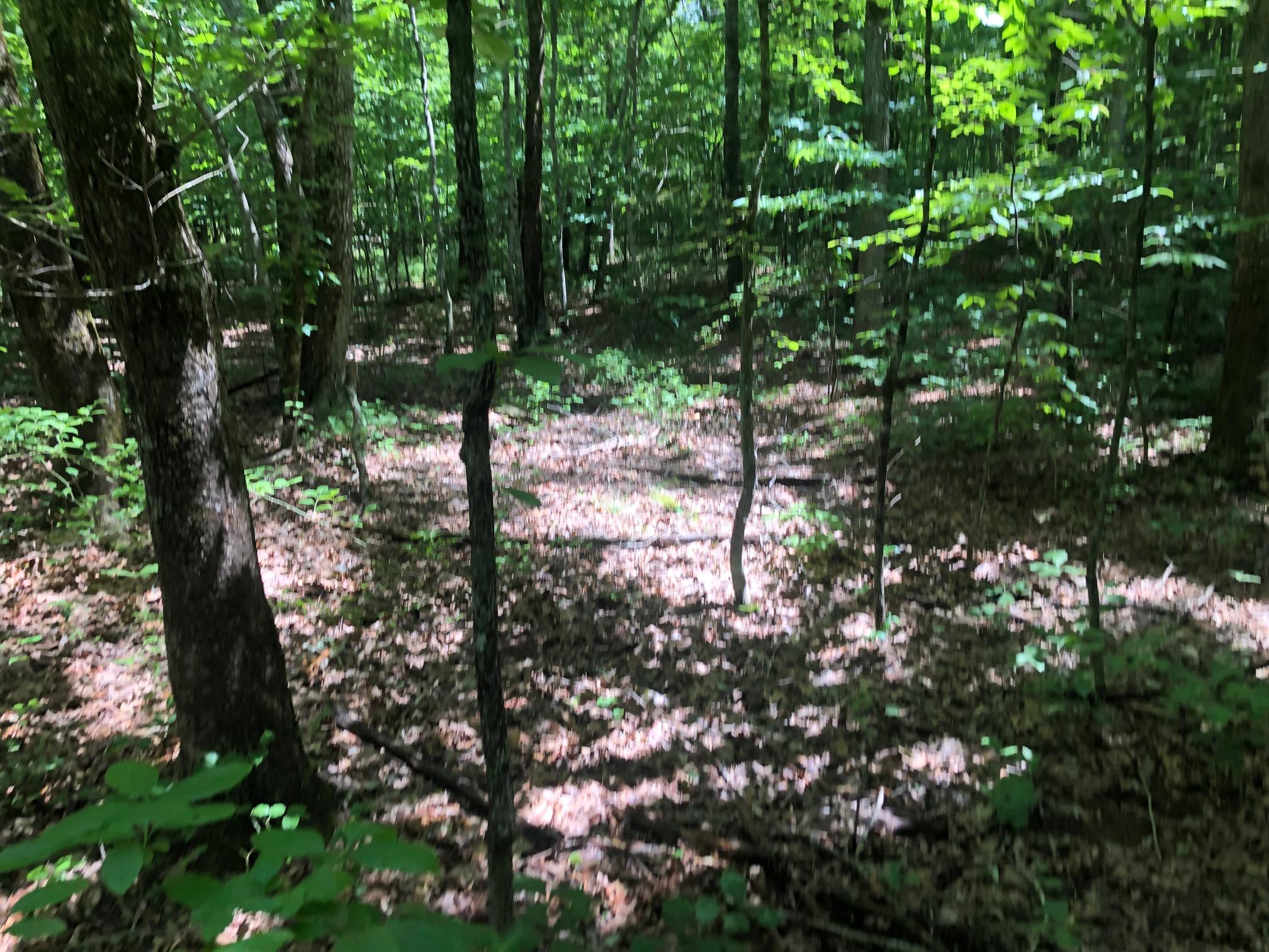 0 Locust Road Dunlap, TN 37327 - Photo 3 of 18 IMG_6828