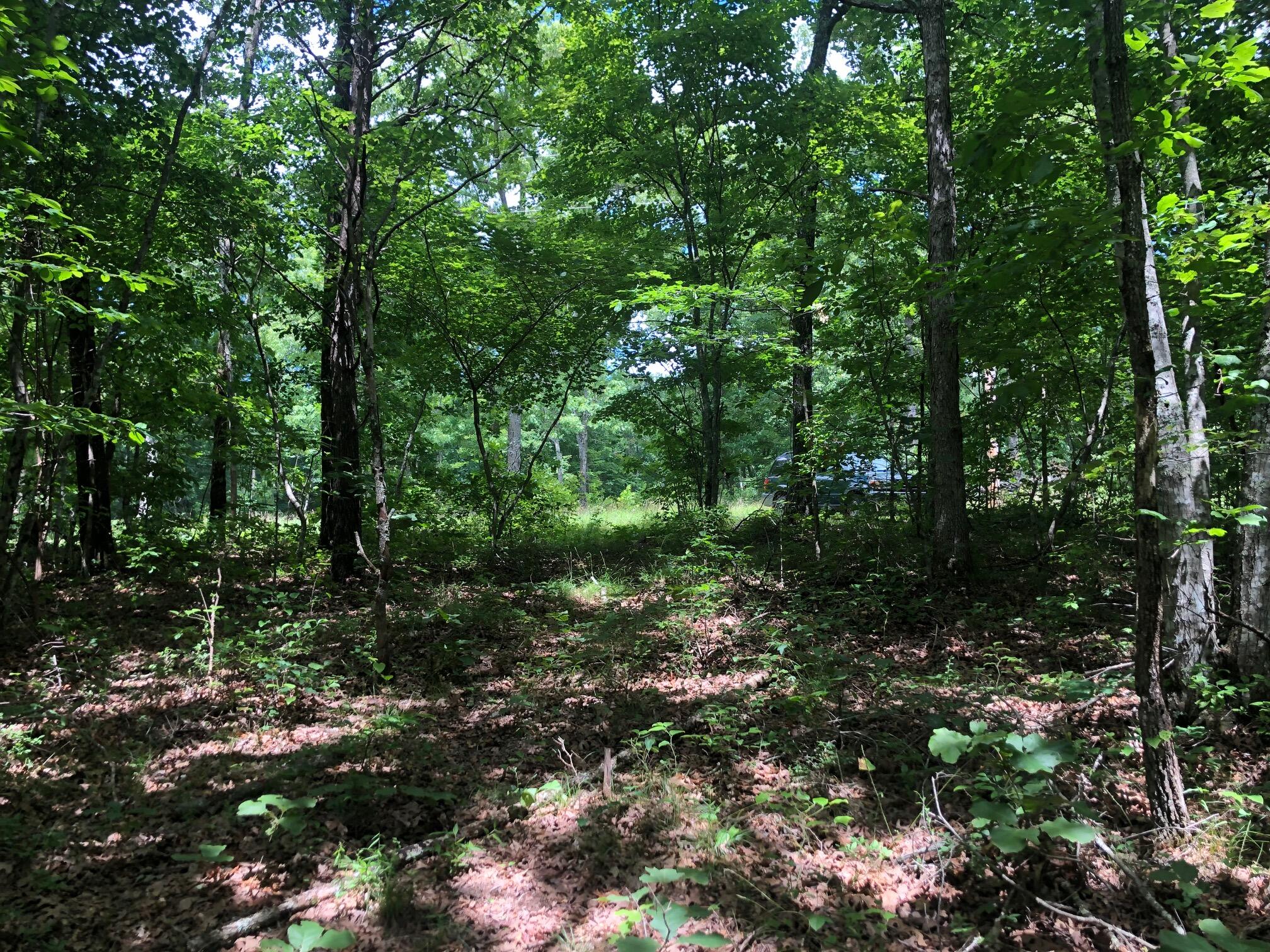 0 Locust Road Dunlap, TN 37327 - Photo 4 of 18 IMG_6836