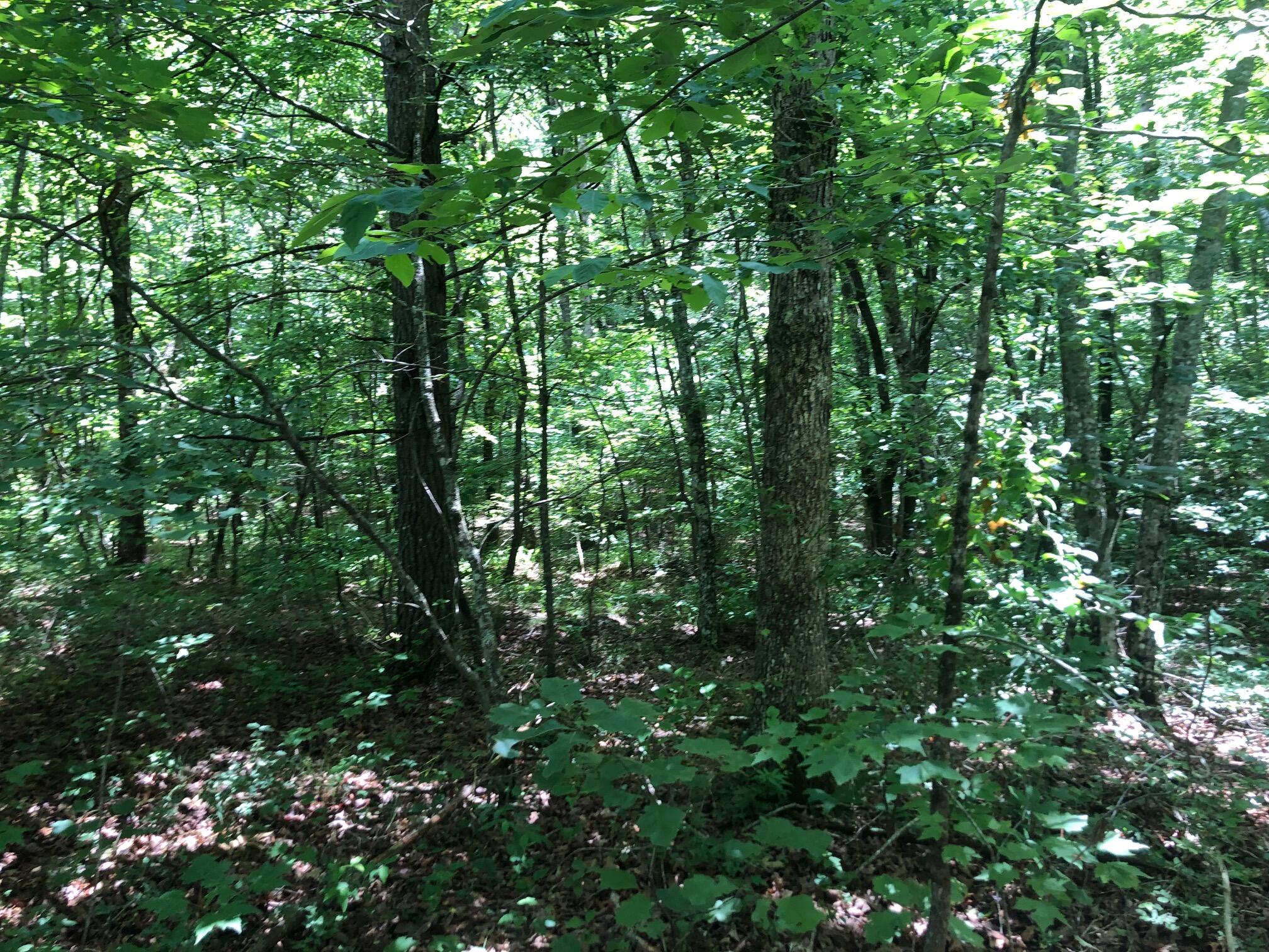 0 Locust Road Dunlap, TN 37327 - Photo 5 of 18 IMG_6823