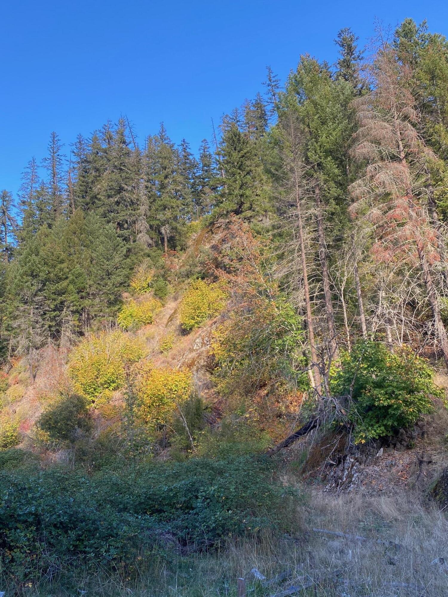 0 Elk Creek Road, Unit 500 Trail, OR 97541 - Photo 27 of 44 IMG_3651