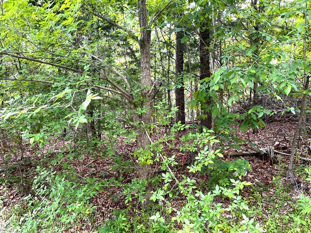 Old Tower Hill Road Dillwyn, VA 23936 - Photo 6 of 8 Gallery Image 6