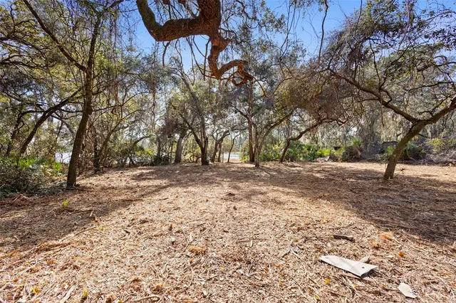 a view of a tree in the middle of a yard