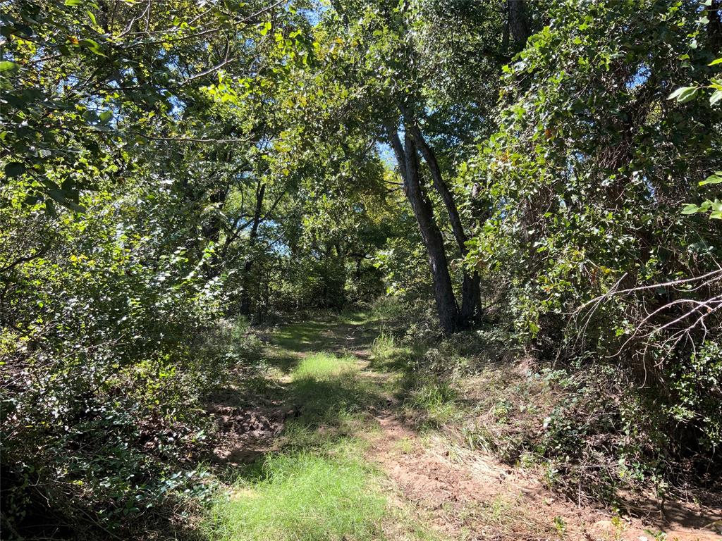 226 County Road 226 Rising Star, TX 76471 - Photo 18 of 25 a view of a yard with a tree
