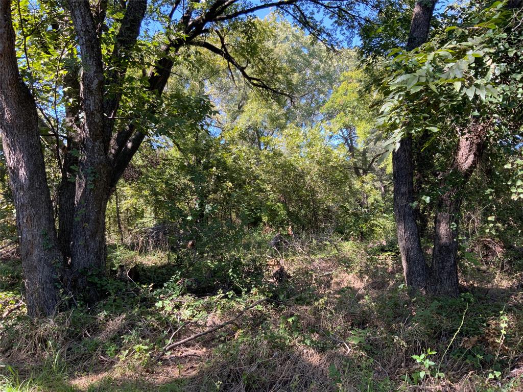 226 County Road 226 Rising Star, TX 76471 - Photo 20 of 25 a view of a tree in a yard