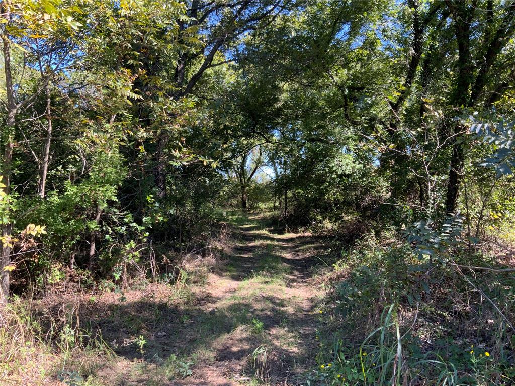 226 County Road 226 Rising Star, TX 76471 - Photo 22 of 25 a view of outdoor space and trees