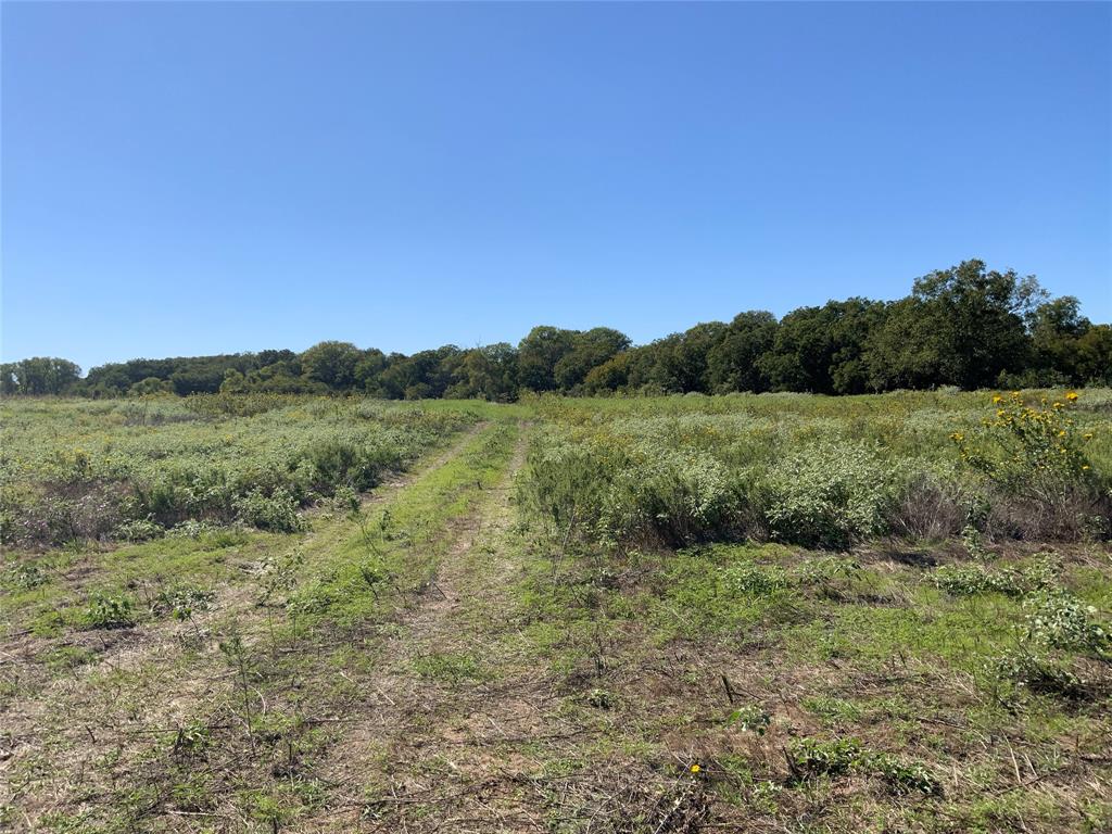 226 County Road 226 Rising Star, TX 76471 - Photo 25 of 25 a view of a big yard with trees in the background
