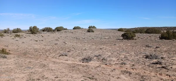 a view of a dry yard with trees