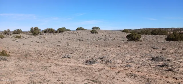 a view of a dry yard with trees