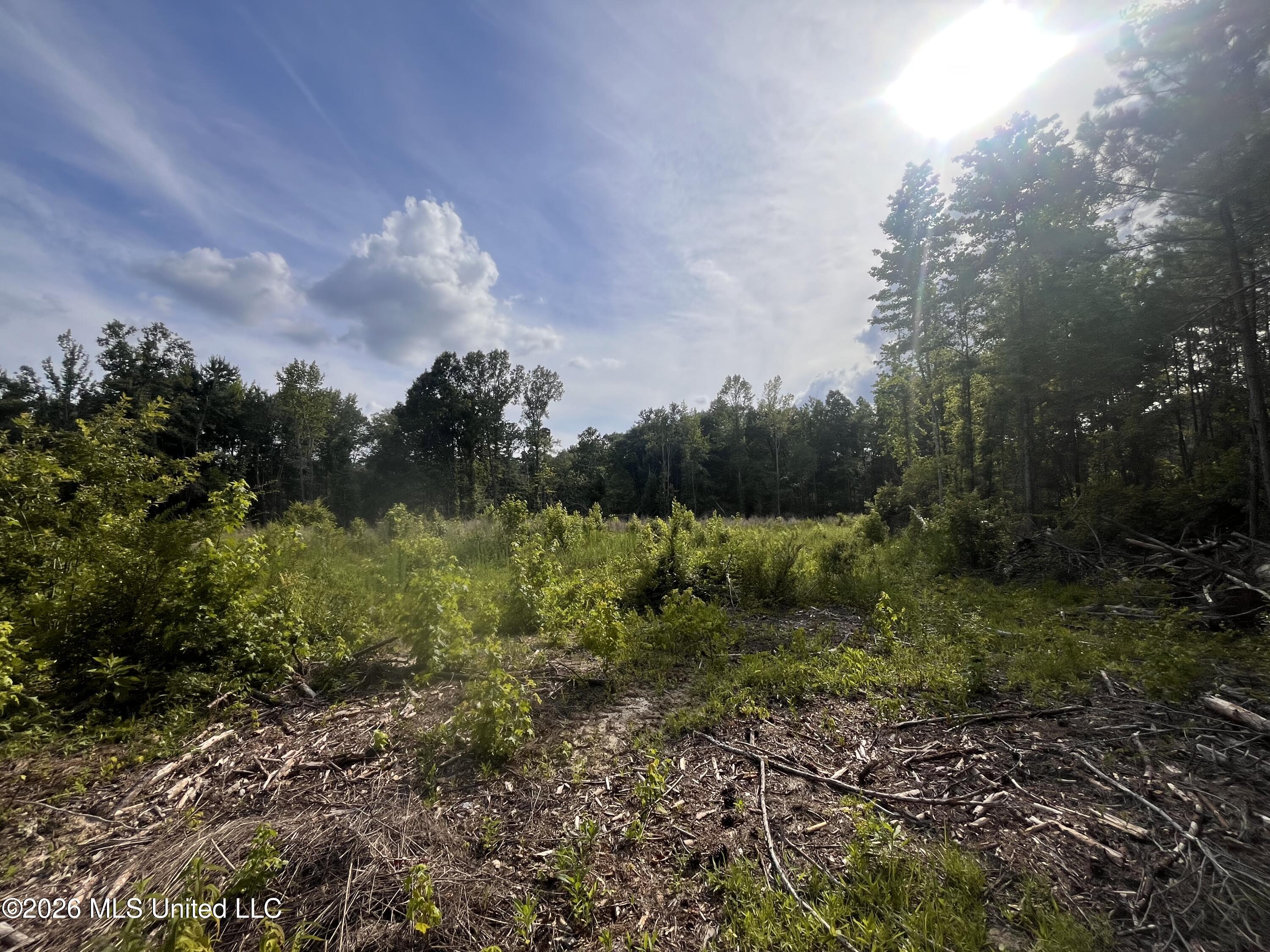 0 Pettey Road Forest, MS 39074 - Photo 3 of 15 IMG_4084