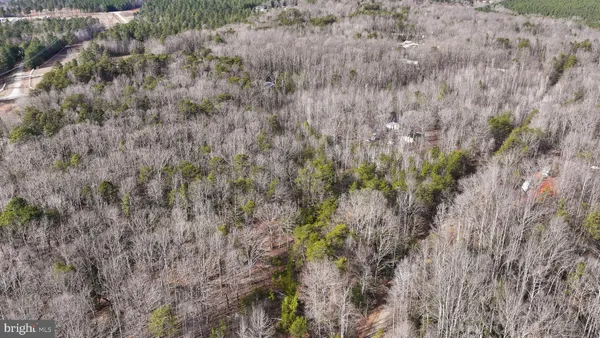a view of a forest with a dry yard