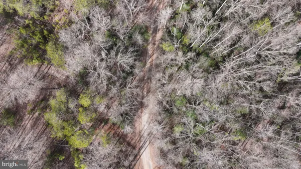 a view of a forest with a tree