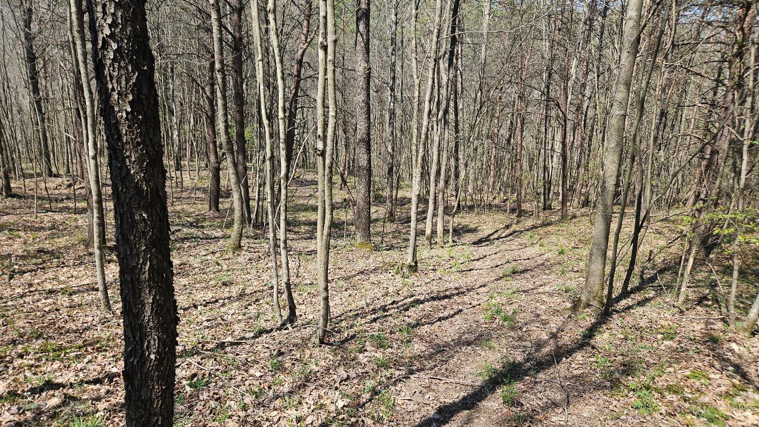 0 Spruce Hollow Road South Webster, OH 45682 - Photo 15 of 54