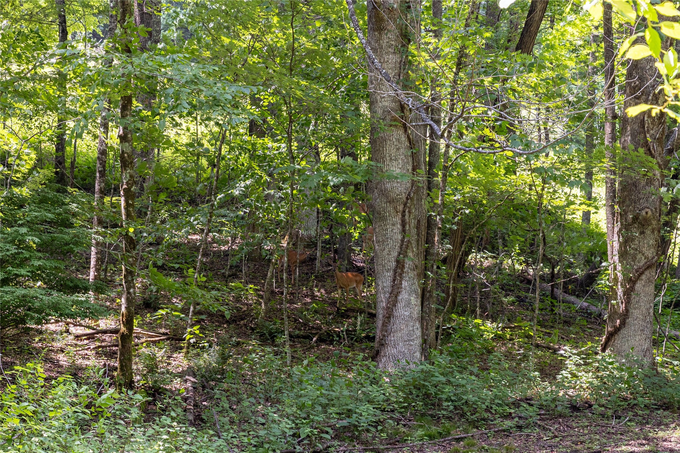 Tbd Aimless Hl Road Cashiers, NC 28717 - Photo 27 of 43 Gallery Image 27