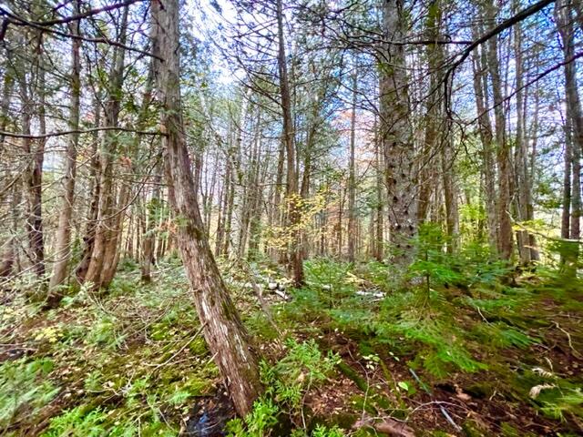 221 Drews Mill Road Linneus, ME 04730 - Photo 10 of 42 IMG_6395